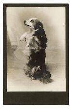 1900s Trick Dog Studio Cabinet Photo picture
