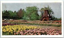 Postcard - Tulip Time - Holland, Michigan picture