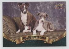 2018 Upper Deck Canine Collection Puppy Variant Italian Greyhound #311 08w8 picture