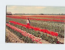 Postcard Tulip Fields Western Washington USA picture