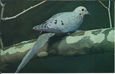 AY-362 - Mourning Dove, Bird, 1960's Modern Chrome Postcard Vintage picture