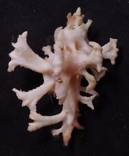 edspal shells - Homalocantha anatomica 48.6mm F+++ marine gastropods sea shells picture