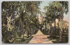 Postcard Ocean Avenue Palmetto Palm Trees Palm Beach Florida c.1912 picture