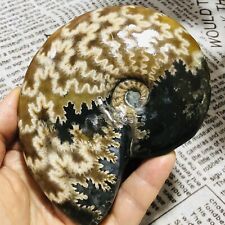 348G   Natural Ammonite Fossil Quartz Crystal Specimen Reiki Healing picture