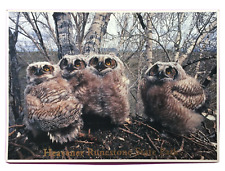 Great Horned Owlets Heavener Runestone State Park Oversized Postcard picture