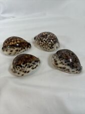 4 Vintage Large Tiger Cowrie Cypraea Tigris Leopard Pattern Seashell Shell S3 picture