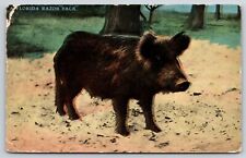 Animal~Florida Razor Back In The Sand~Vintage Postcard picture