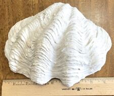 TRIDACNA GIGAS CLAM SHELL RARE VINTAGE LARGE 6x8.25 NATURAL CLAM SHELL 2 Lb 11 picture