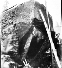1907 Photo Negative Logger Saw by Tree Acme Logging Camp Acme Washington picture