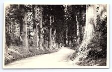 Postcard RPPC Nikko Japan Walk In Cedar Trees Forest picture