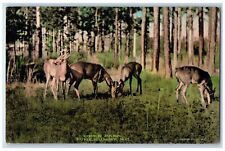 c1910's Deer Park Scene Pinehurst North Carolina NC Unposted Vintage Postcard picture