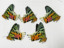 LOT OF 5 URANIA RIPHEUS (SUNSET MOTH).GOOD CONDITION .UNMOUNTED. picture