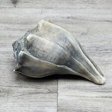 Knobbed WHELK Seashell Shell Large 7