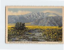 Postcard Wild Flowers on the Desert near Palm Springs California USA picture