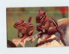 Postcard A Pair of Chipmunks Greetings from the Pocono Mountains Pennsylvania picture