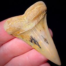 Hastalis White Shark Tooth Teeth Megalodon Era Bakersfield Real Fossils picture