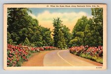 Erie PA-Pennsylvania, Roses In Bloom Along Peninsula Drive, Vintage Postcard picture