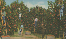 Group of Men Picking Oranges in a Florida Grove Linen Vintage Post Card picture