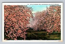Shenandoah Valley VA-Virginia, Apple Blossom Time, Antique, Vintage Postcard picture
