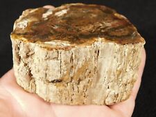 Perfect BARK 225 Million Year Old Polished Petrified Wood Fossil 285gr picture