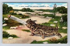 A Texas Horned Toad Smoking A Cigarette Comic, Antique, Vintage Postcard picture
