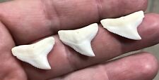 3 EXTREMELY HIGH QUALITY- 0.91”,0.88” & 0.88” POSTERIOR/Lateral Bull Shark Teeth picture