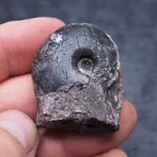 36mm Goniatite Devonian Fossil Ammonite picture