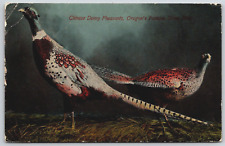 Antique Postcard - Chinese Denny Pheasants - Game Bird - Oregon - OR picture