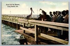 First Call For Dinner  Long Beach  California  Pelican on Pier  Postcard  c1915 picture