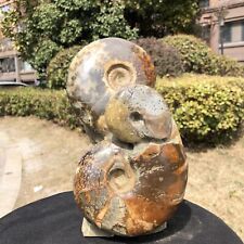 7.41LB TOP Natural Beautiful ammonite fossil conch Crystal specimen healing 816 picture