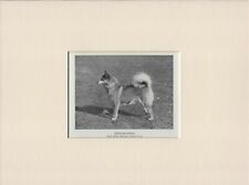 FINNISH SPITZ OLD VINTAGE 1930'S NAMED DOG PRINT READY MOUNTED picture