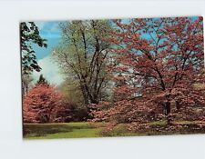Postcard Springtime View of Dogwood Blossoms Alabama USA picture