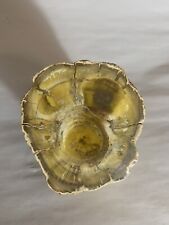 Arizona rainbow petrified wood Specimen with a Lot Of The Rare Yellow Color. picture