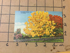 Vintage UNUSED Postcard -- THE GOLDEN SHOWER TREE IN FLORIDA picture