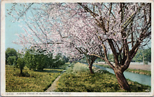 Almond Trees Pink Blossoms Canal Riverside California c1920s Detroit Publishing picture