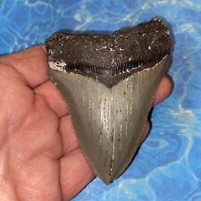 MEGALODON SHARK TOOTH 3.69” HUGE  TEETH MEG SCUBA DIVER DIRECT FOSSIL NC 8184 picture