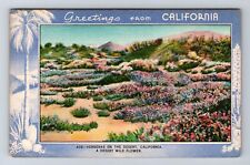CA-California, Verbenas On The Desert, Wild Flower, Antique, Vintage Postcard picture