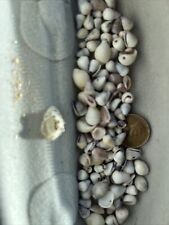 Hawaiian Tiny, Very RARE Cone Shells 150pieces picture