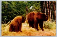 Brown Bear Postcard picture