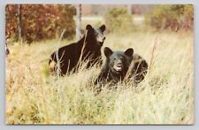 Black Bears Scene Greetings Cadillac Michigan Vintage Postcard 66 picture