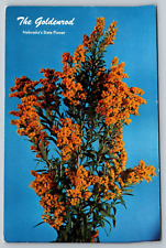 Postcard The Goldenrod, Nebraska's State Flower, Nebraska picture