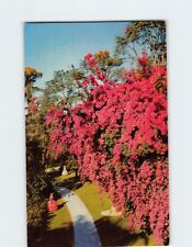 Postcard Magnificent Bougainvillea at Cypress Gardens Florida USA picture