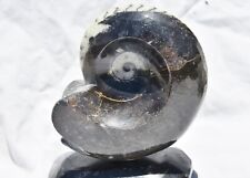 Dino Age Fossil Whole Ammonite Goniatite on Stands 180mm Large 4.4