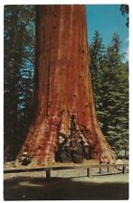 Fred Harvey, Kings Canyon National Park, California c1950's Oregon Tree, Sequoia picture