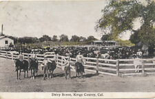 King’s Co. CA * Dairy Scene 1913  Cows Horses * Lemore Postmark picture