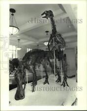 1995 Press Photo Dinosaur Skeletons at the Museum of Natural History - six00494 picture