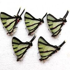insect 5 pcs unmounted butterfly papilionidae Pathysa agetes chinensis CHINA  A1 picture