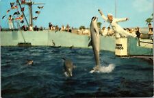 Marine Studios Marineland Florida Playful Porpoises Wildlife DB Postcard picture