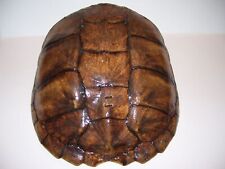 Vintage Large Michigan Snapping Turtle Shell Taxidermy 11 x 12.5 picture