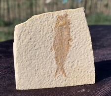 ☘️RR⛏: Wyoming Fish Fossil, Slabbed, Green River Formation, 2.25” picture